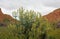 Plants growing in san andreas fault, Carrizo plant national monument