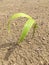 Plants Growing from Sand on Beach in Hanalei Bay after Flood on Kauai Island, Hawaii.