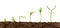 Plants growing from soil-Plant progress isolated