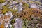 Plants growing on the volcano. Volcano Ijen.