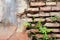 Plants growing from weathered brick structure wall