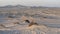 Plants grown on top small dune mountains at sealine dunes area