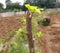 Plants that have died can return to leafy if properly cared for