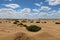 Plants and herbs in the arid sandy desert of Fayoum