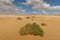 Plants and herbs in the arid sandy desert of Fayoum