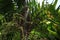 Plants in the hotel area, palma, Phra Ae Beach, Ko Lanta, Thailand