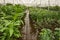 Plants in a hydroculture plant nursery