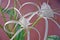 Plants - Hymenocallis littoris - Flowers - Spider Lily