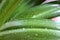 Plants - Hymenocallis littoris - Leaves
