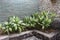 Plants in the interior of the bathroom