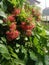 Plants by the iron fence