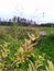 Plants in Kerala paddy field