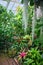 Plants in Lamberton nature conservatory in Rochester NY