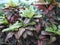 Plants with large multi-colored leaves, croton, Codyium