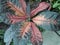 Plants with large multi-colored leaves, croton, Codyium