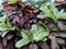 Plants with large multi-colored leaves, croton, Codyium
