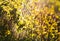 Plants leaves under a heavy rain shower with waterdrops in the golden rays of the sun in summer. Fresh rainy summer background.