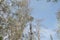 Plants in the Main Botanical Garden. street lamp in the park. photo up to the tree top shot from below