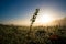 Plants in the meadow a misty Sunny morning. Sunrise over the meadow in a foggy autumn day