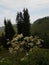 Plants in the mountains.