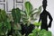 A plants that must be cared for healty and beautiful home