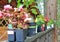 Plants in Nursery Pots on a Deck Railing