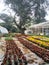 Plants, nursery, trees, flowers, structure, sky