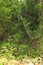 Plants in Papuan jungle on Biak Island