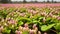 Plants of the peanut on a plantation during flowering close-up from low point of shooting.