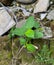 plants between piles of rocks in the backyard