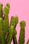 Plants on pink concept. Cactus on pink wall background. Minimal art