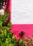 Plants on pink concept. Tropical stylish location. Tropical green. Canary island