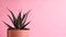 Plants on pink fashion concept. Aloe on pink wall background