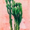 Plants on pink fashion concept. Cactus on pink wall background. Minimal plant art