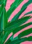 Plants on pink fashion wallpaper. Palm green. Minimal tropical design. Travel holiday relax nature concept. Canary Islands