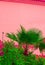 Plants on pink minimalist concept. Tropical palm on pink wall background