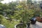 Plants in the plant bonsai garden in Xuanwu Lake Park