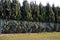 Plants planted very close are crushed on the fence. the branches are pressed. variety of columnar growth and blue to silver color.