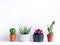 Plants pot. Green and red succulent plants in modern black and white with dots pattern colour painted concrete planters and cactus