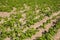 Plants of potatoes on field.