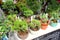 Plants, pots, bonsai trees sale market, Takayama, Japan