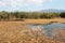 Plants at Prespes Lake Florina northern Greece