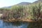 Plants at Prespes Lake Florina northern Greece