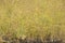 Plants Profile for Utricularia bifida bladderwort