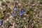 Plants of prostrate speedwell, Veronica prostrata