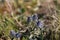 Plants of prostrate speedwell, Veronica prostrata