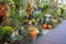 Plants, pumpkins and seasonal decorations create an inviting entrance to a business in Dahlonega, Georgia