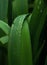 Plants after rain. Bright green grass. Drop of water