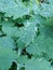 plants after rain, drops of water on celandine leaves