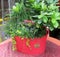 Plants in red bucket tabletop flowerpot